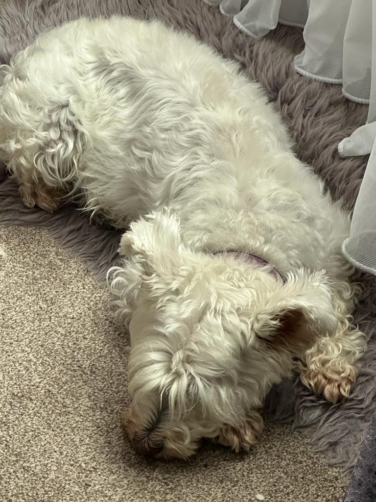Picture of Dolly, our white Miniature Schnauzer