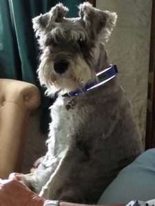 A picture of a Miniature Schnauzer called Eric